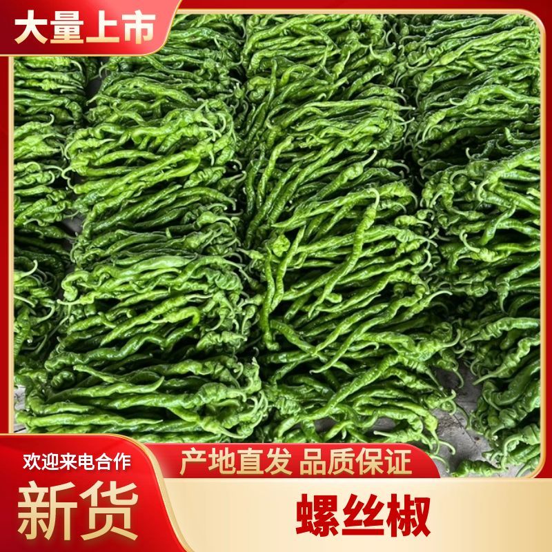 【精品】河南辣椒精品螺丝椒大量上市品质保障欢迎致电合作