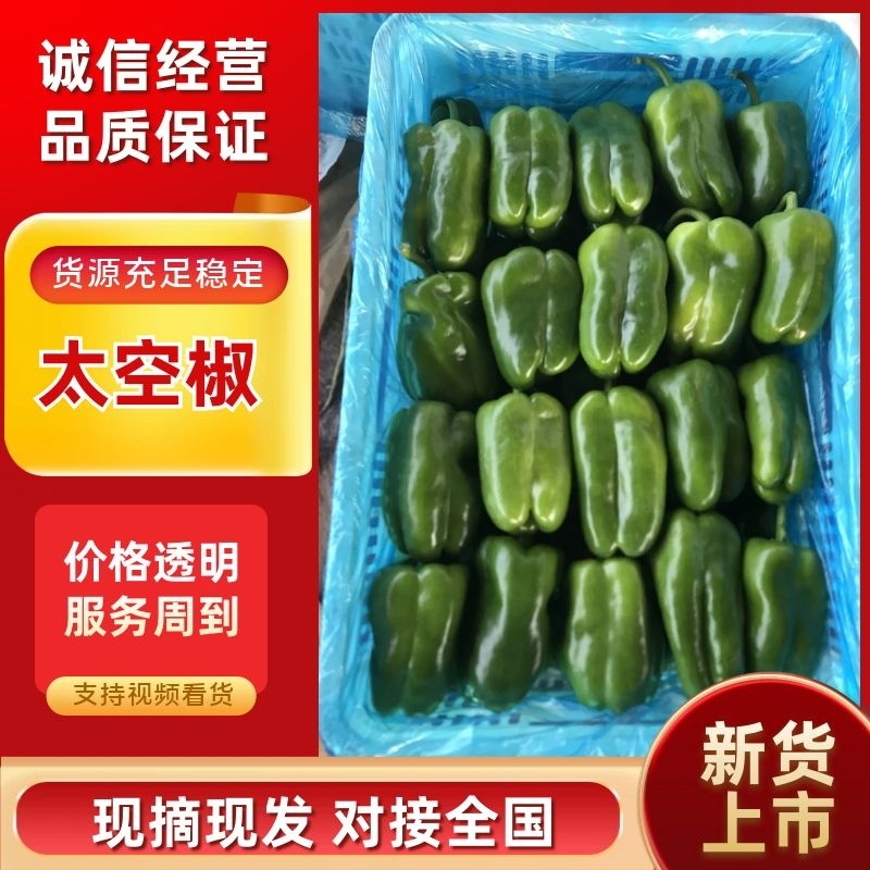 【热卖】精品太空椒河南辣椒产地直发代发全国欢迎