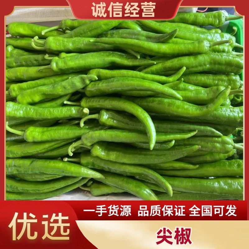 【牛商】河南精品尖椒大量上市品质保障可视频看货