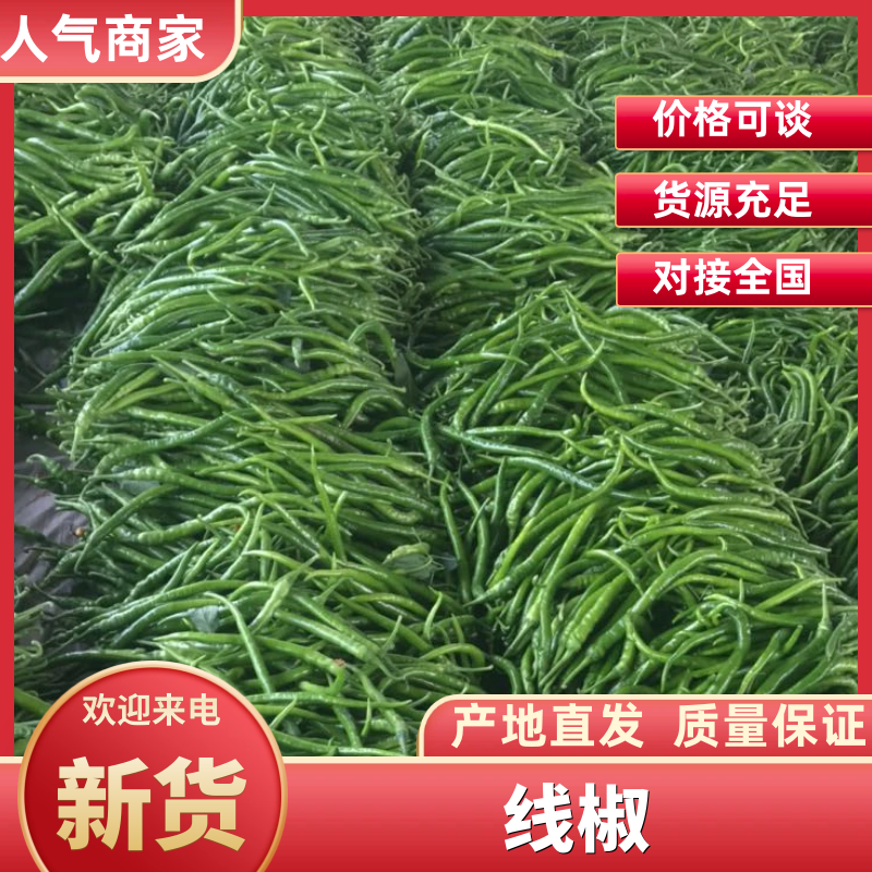 精品线椒‼️大量上市中‼️需要的老板联系我‼️