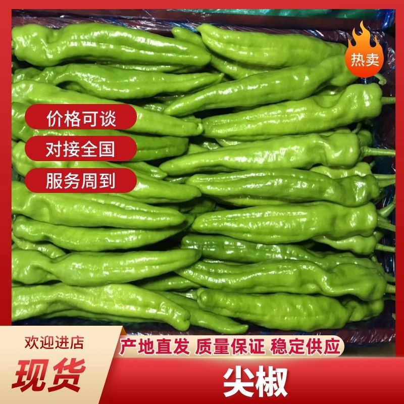 精品尖椒，大量上市中精品辣椒支持市场商超代发全国