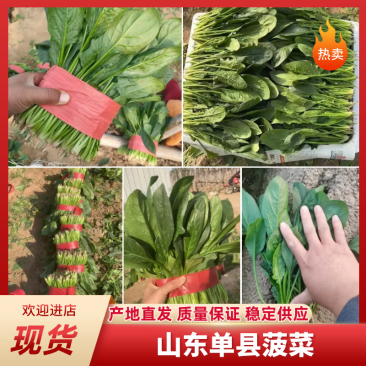 【菠菜】菏泽菠菜小叶菠菜对接食堂工厂电商货打捆装箱