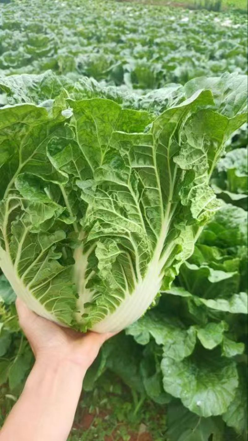 白菜云南红河白菜产地直发品质保障量大优惠对接全国