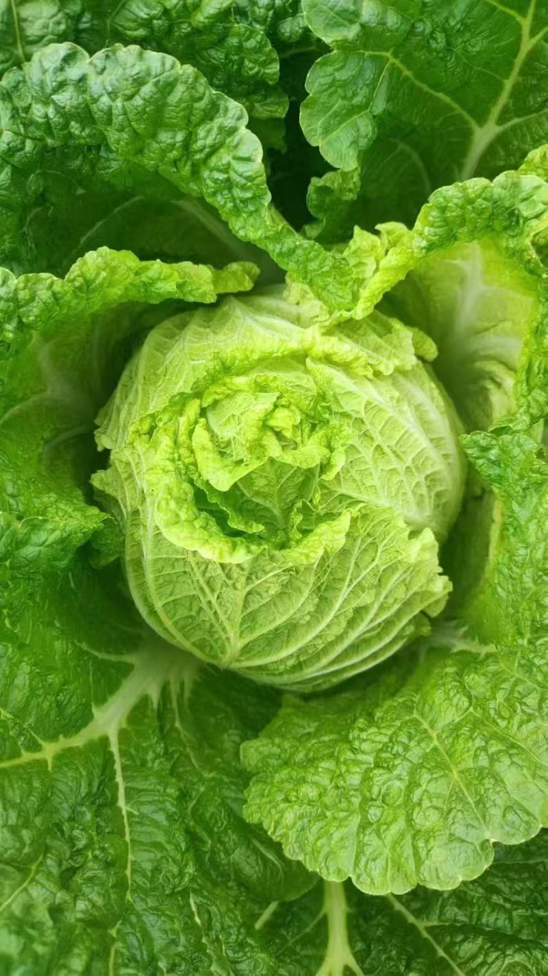 白菜云南红河白菜产地直发品质保障量大优惠对接全国