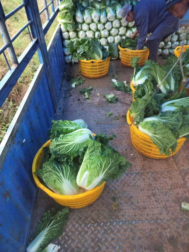 白菜云南红河白菜产地直发品质保障量大优惠对接全国