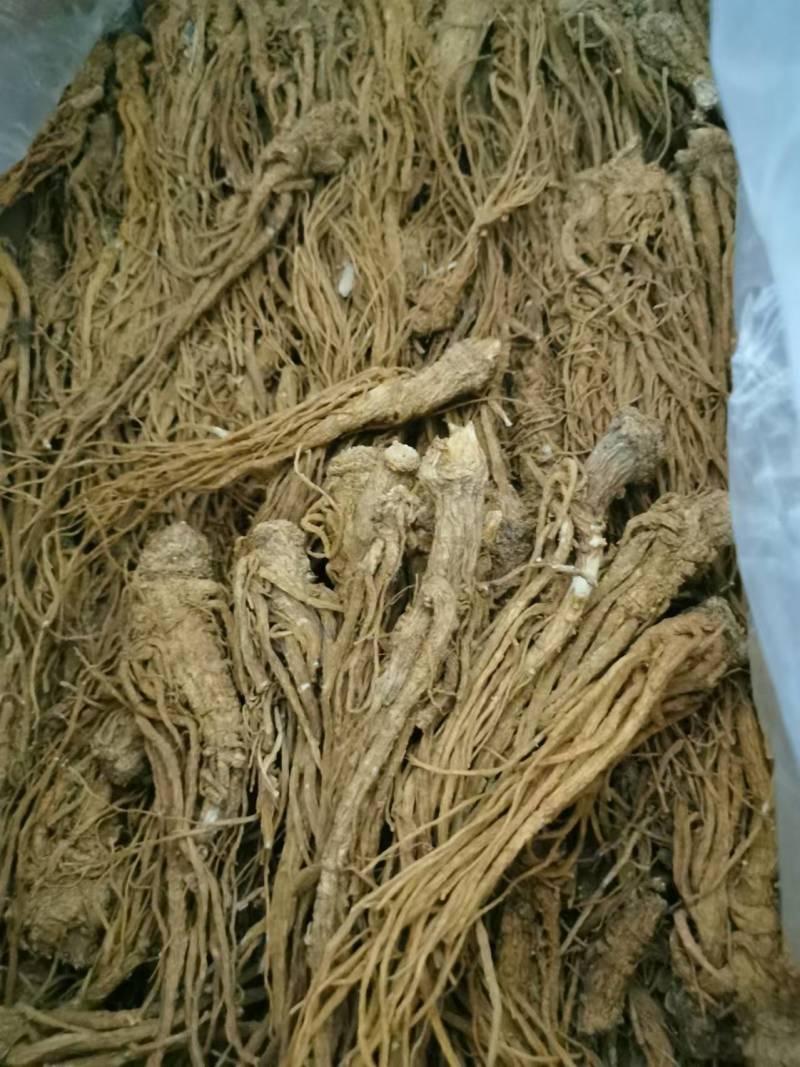 当归产地直发条形好干度优大量有货