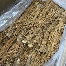 当归产地直发条形好干度优大量有货