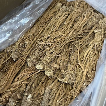 当归产地直发条形好干度优大量有货