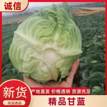 甘蓝云南红河甘蓝产地直供一手货源对接全国市场档口