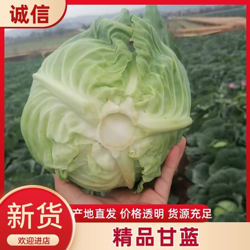 甘蓝云南红河甘蓝产地直供一手货源对接全国市场档口