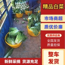 白菜云南红河白菜产地直发品质保障量大优惠对接全国