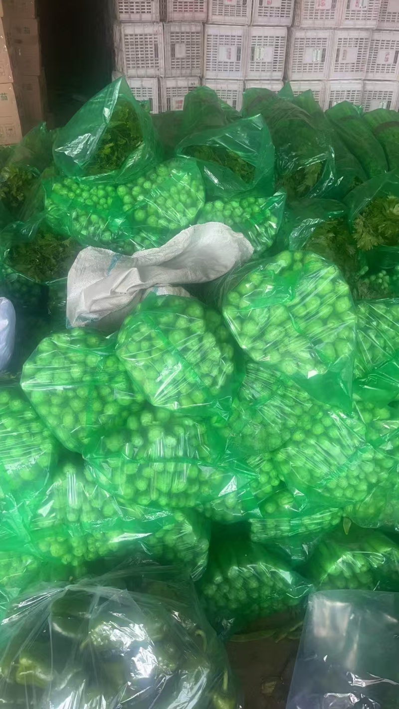 【芹菜】山东精品西芹大量上市基地直供质量保证全国发货