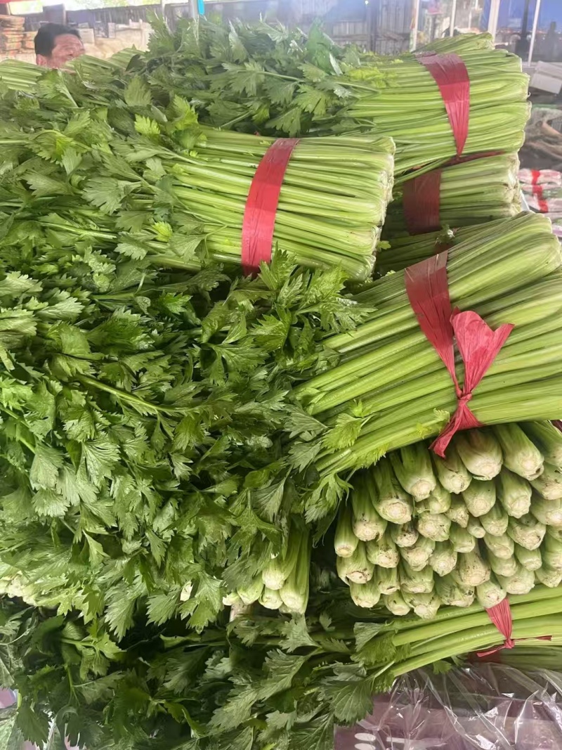 【芹菜】山东精品西芹大量上市基地直供质量保证全国发货