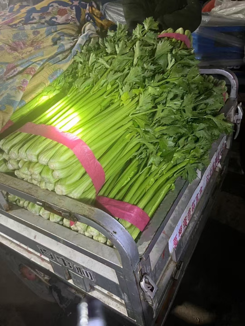 【芹菜】山东精品西芹大量上市基地直供质量保证全国发货