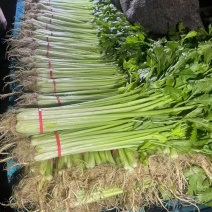 【芹菜】山东精品西芹大量上市基地直供质量保证全国发货