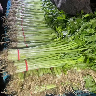 【芹菜】山东精品西芹大量上市基地直供质量保证全国发货