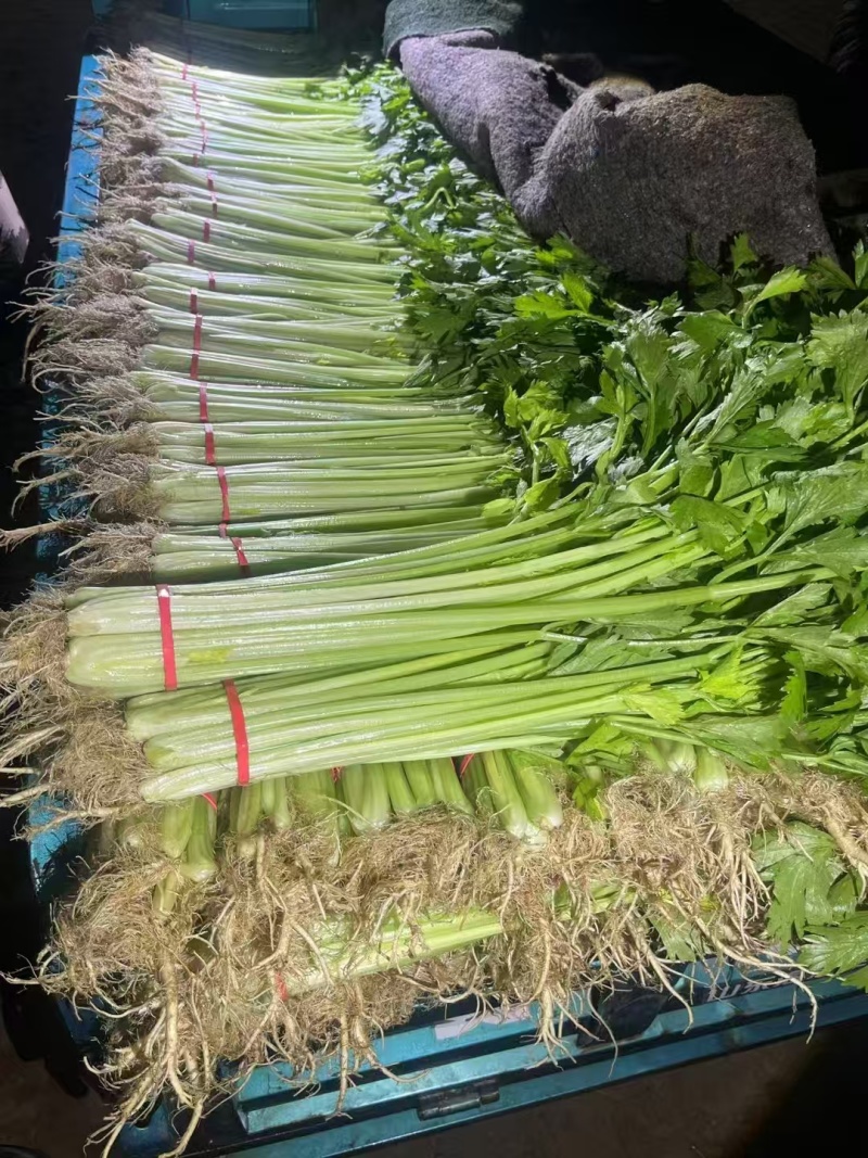 【芹菜】山东精品西芹大量上市基地直供质量保证全国发货