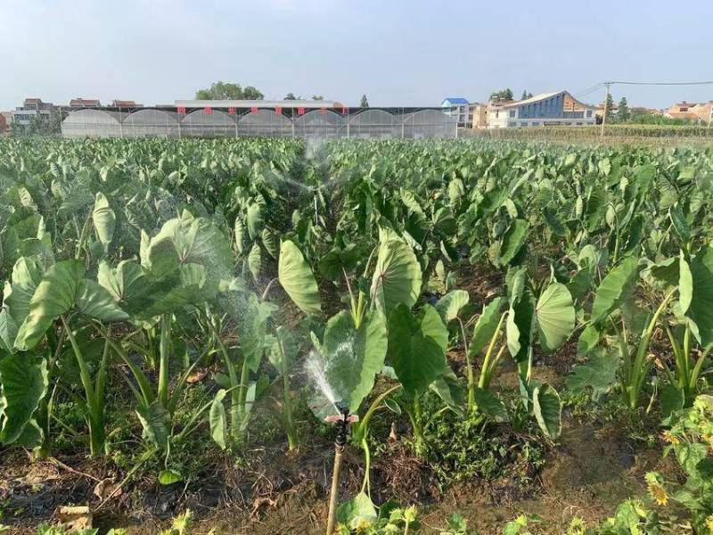 山东毛芋头产地现发品质保证价格优惠对接商超市场电商