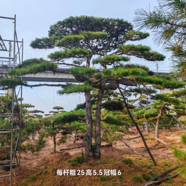 造型油松，层次分明，造型八年，云盘厚实，低价销售