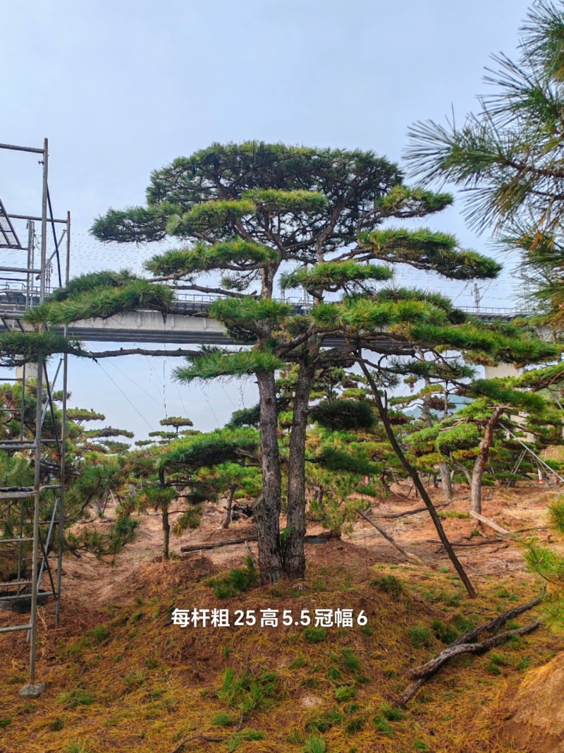造型油松，层次分明，造型八年，云盘厚实，低价销售