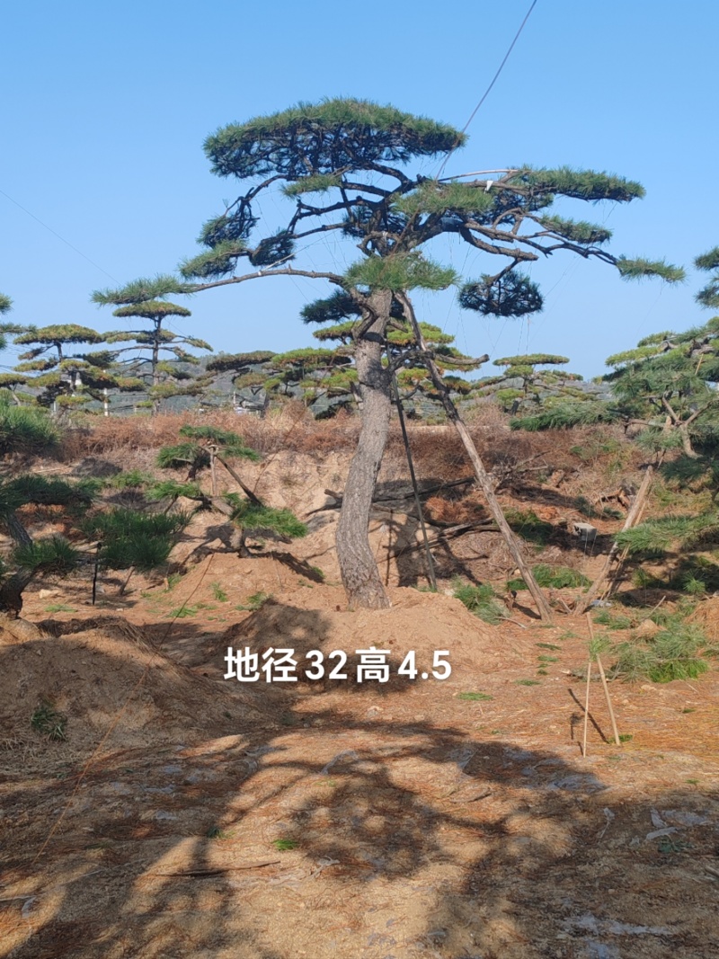造型油松，层次分明，造型八年，云盘厚实，低价销售