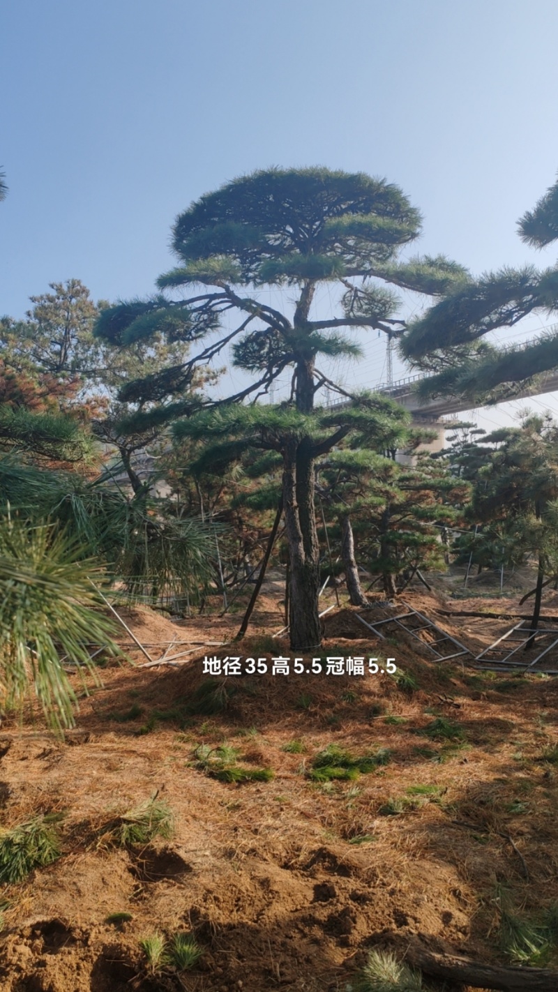 造型油松，层次分明，造型八年，云盘厚实，低价销售