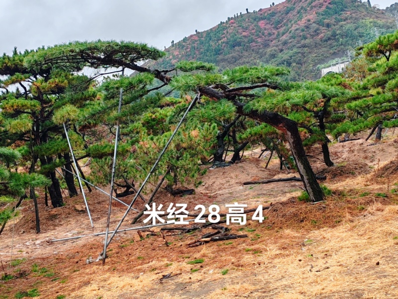 造型油松，层次分明，造型八年，云盘厚实，低价销售