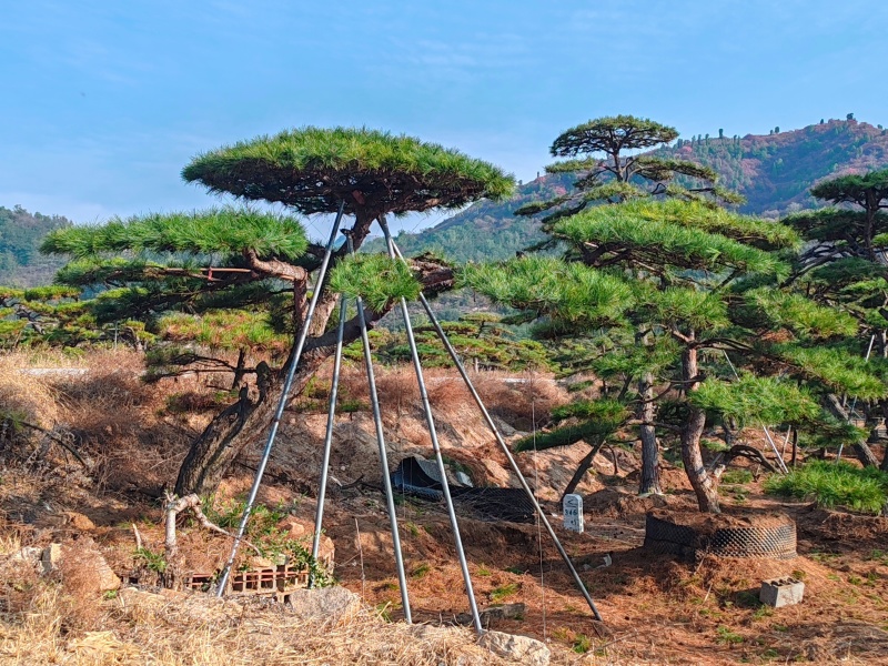 造型油松，层次分明，造型八年，云盘厚实，低价销售
