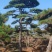 造型油松，层次分明，造型八年，云盘厚实，低价销售