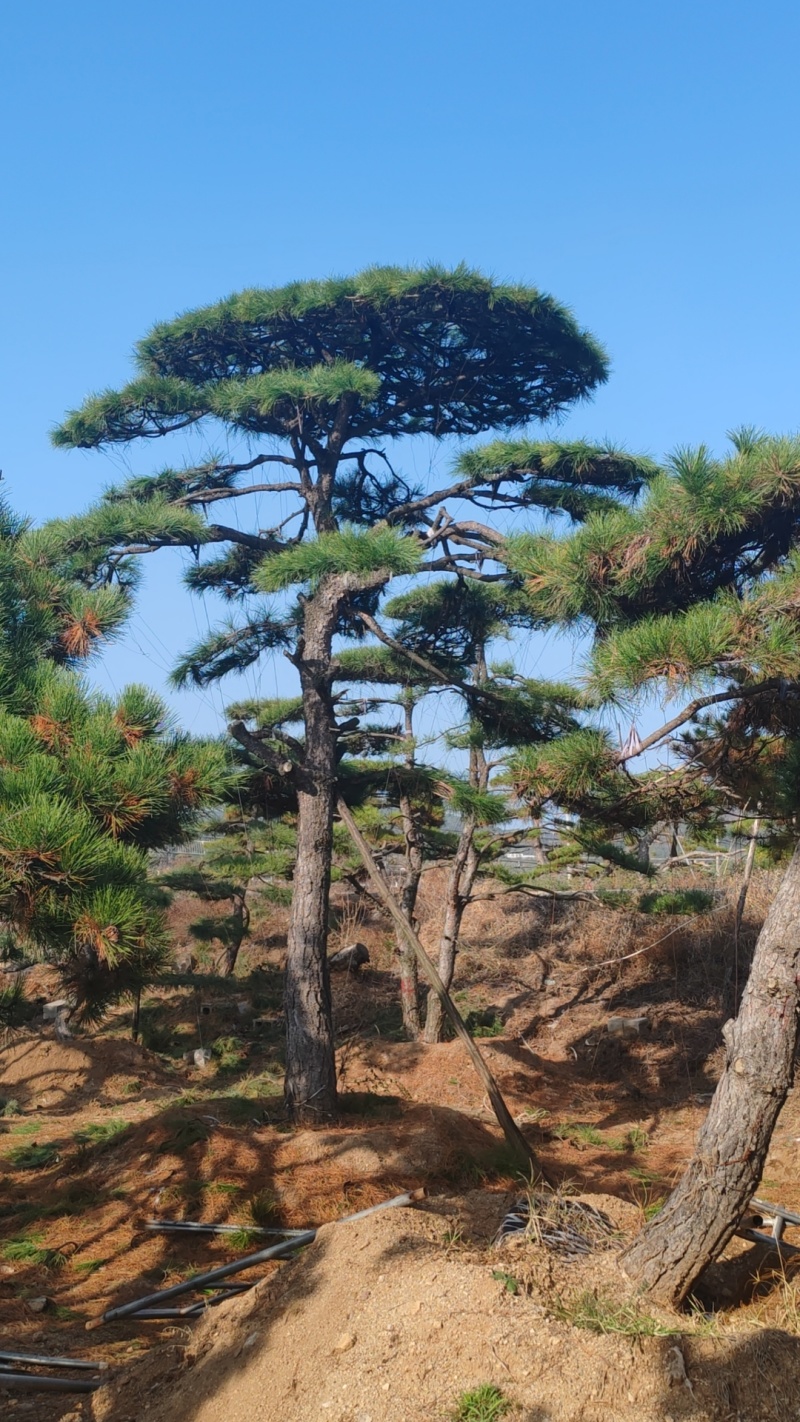造型油松，层次分明，造型八年，云盘厚实，低价销售