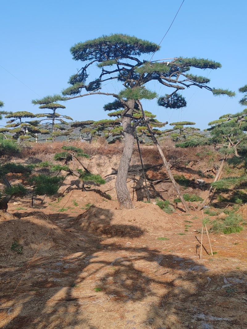 造型油松，层次分明，造型八年，云盘厚实，低价销售