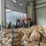 山东临沂精品芋头8520上市对接各大市场商超来电洽谈