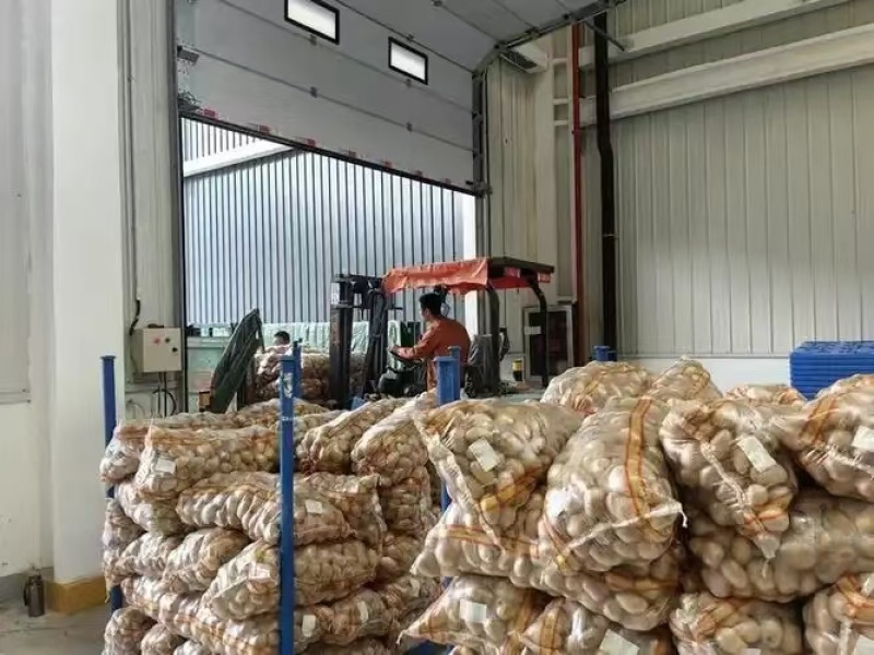山东临沂精品芋头8520上市对接各大市场商超来电洽谈