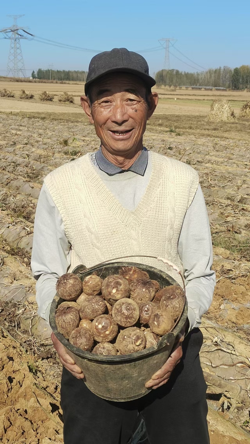 山东临沂精品芋头8520上市对接各大市场商超来电洽谈