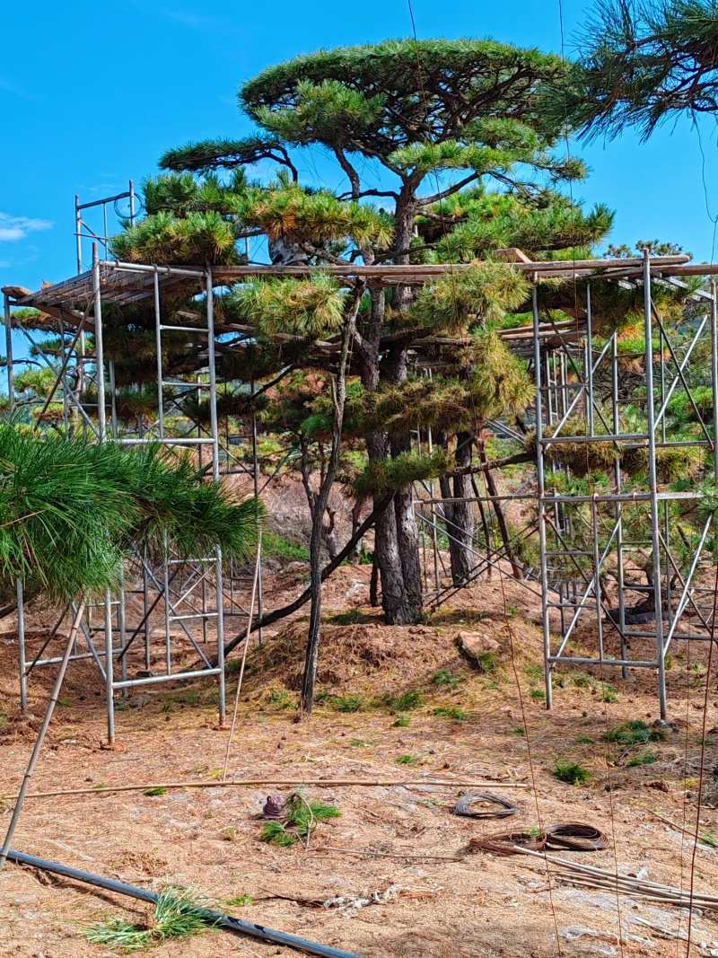 大型古松，精品造型松量大质优价格优惠欢迎各大老板采购