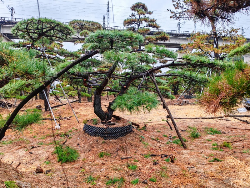 大型古松，精品造型松量大质优价格优惠欢迎各大老板采购