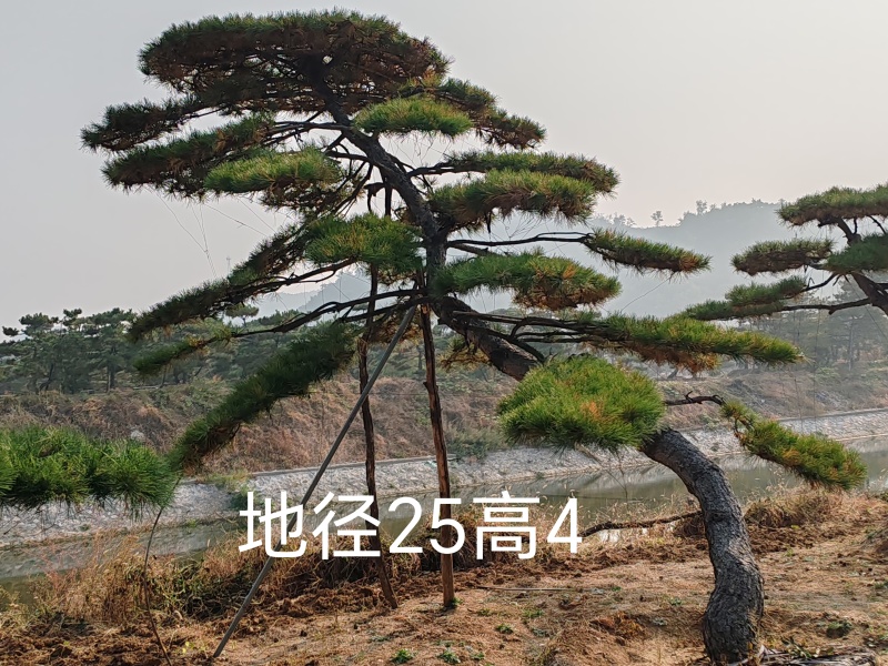 大型古松，精品造型松量大质优价格优惠欢迎各大老板采购