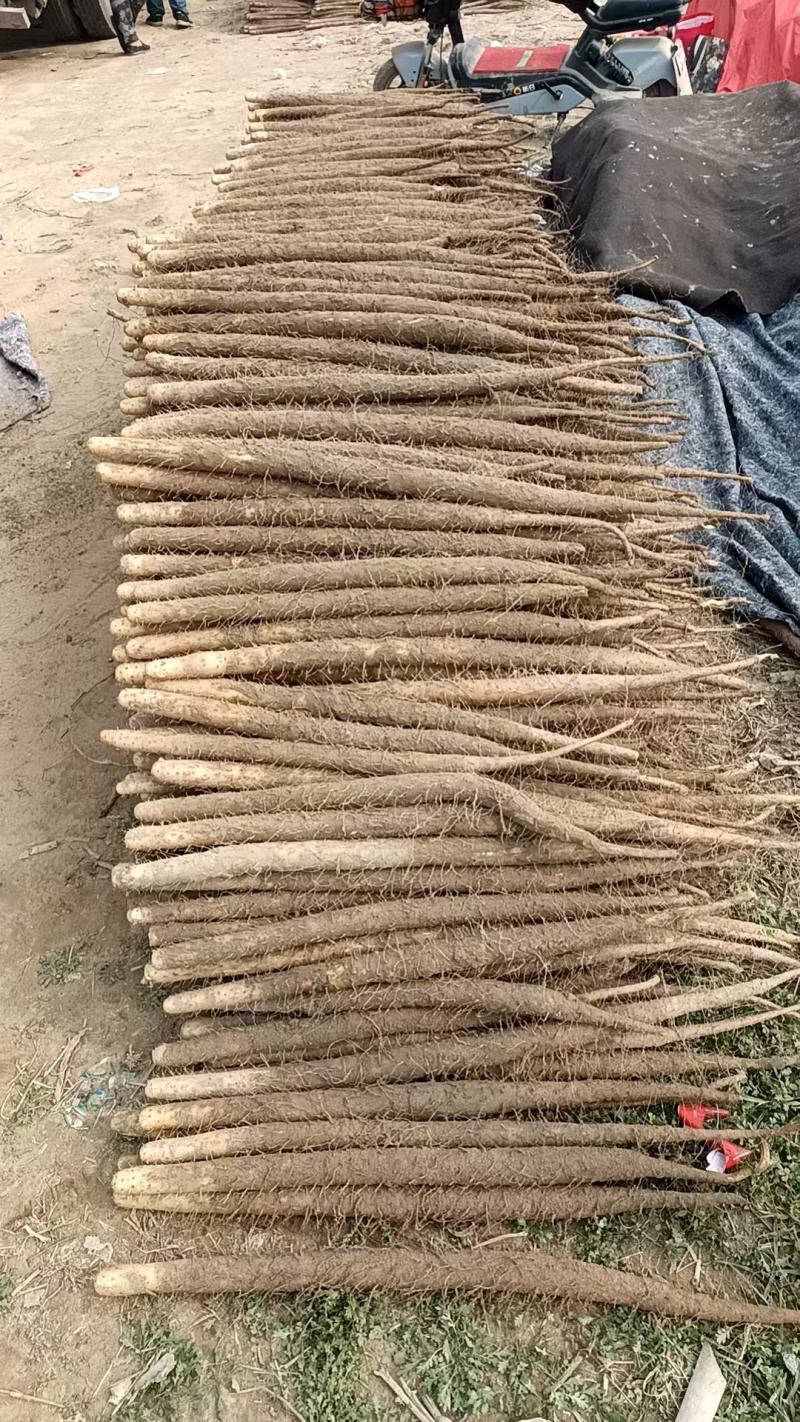 双胞山药河北产区直发保质保量供货欢迎咨询选购