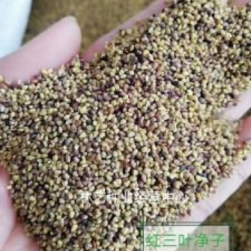红三叶草种子草多年生三叶花草籽草坪种子果园绿化牧草