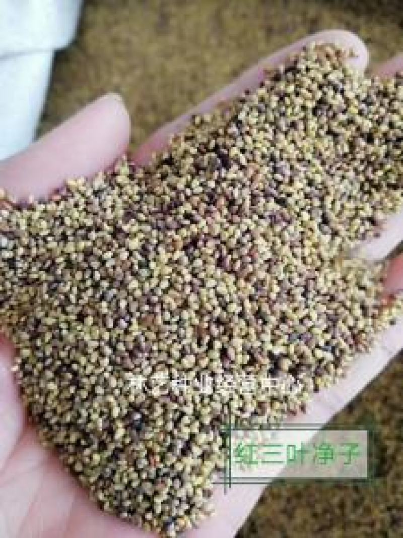 红三叶草种子草多年生三叶花草籽草坪种子果园绿化牧草