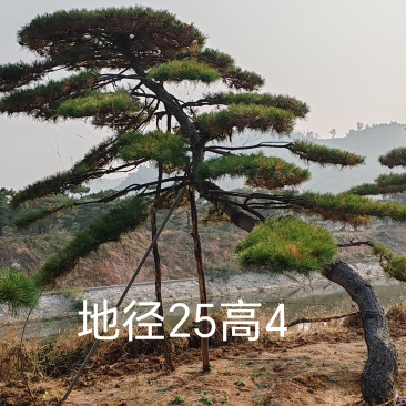 造型松造型油松层次分明价格低货源稳定高品质可验货