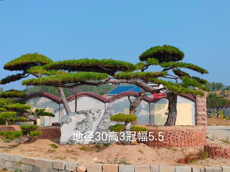 造型松造型油松层次分明价格低货源稳定高品质可验货