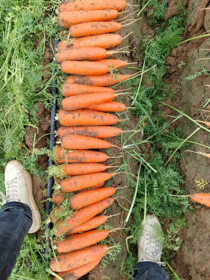 三红胡萝卜开封沙地胡萝卜大量上市质量保证价格美丽