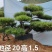 造型松造型油松层次分明价格低货源稳定高品质可验货