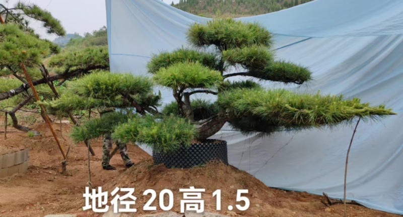 造型松造型油松层次分明价格低货源稳定高品质可验货