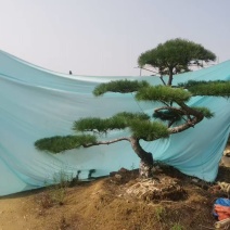 造型松规格齐全货源充足价格优惠欢迎各大老板前来采购