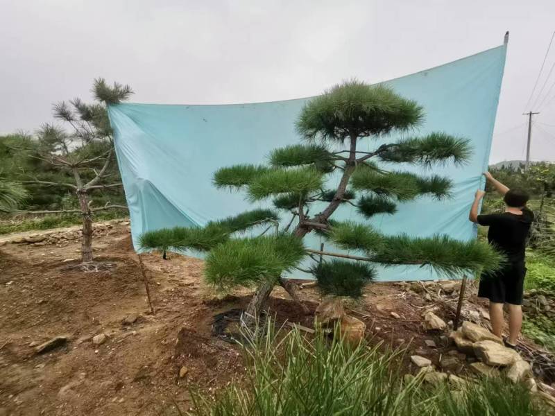 造型松规格齐全货源充足价格优惠欢迎各大老板前来采购