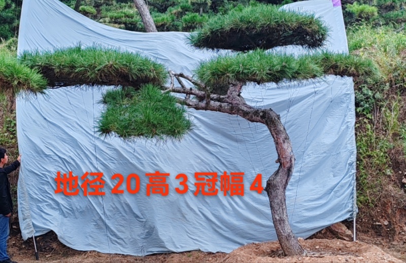 造型松规格齐全货源充足价格优惠欢迎各大老板前来采购