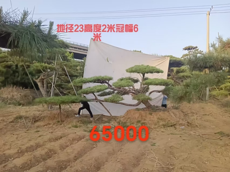 造型松规格齐全货源充足价格优惠欢迎各大老板前来采购