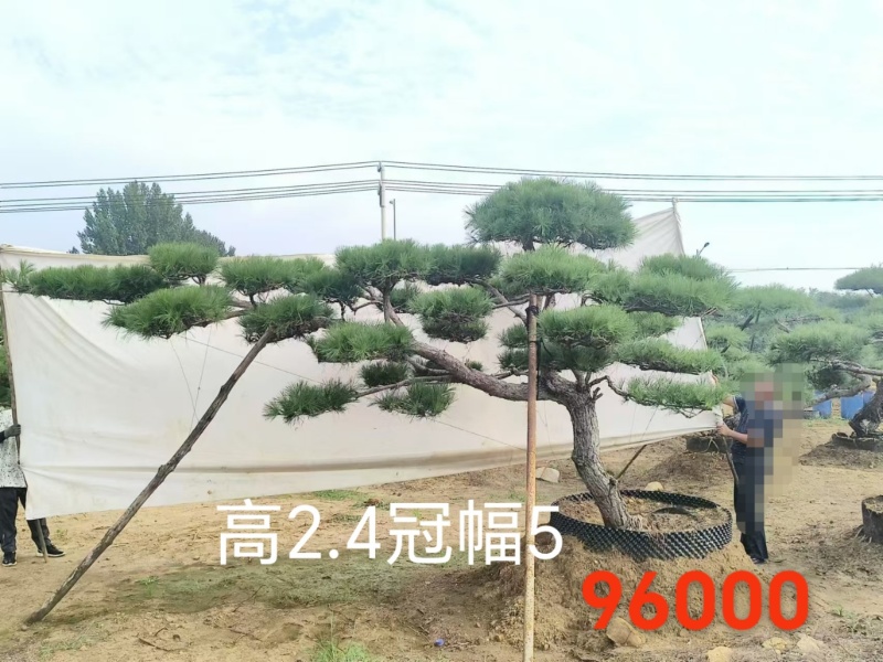 造型松规格齐全货源充足价格优惠欢迎各大老板前来采购